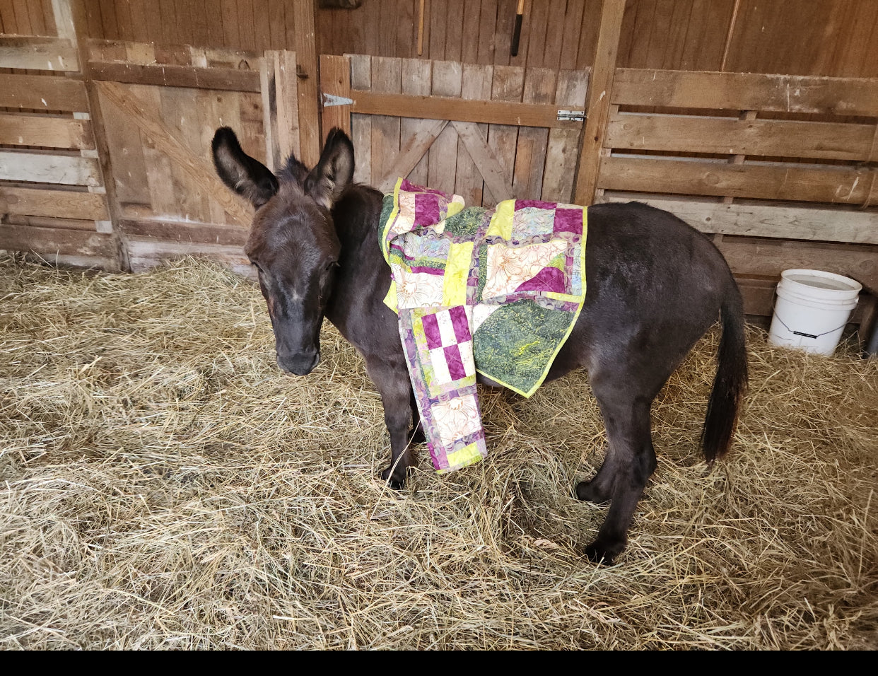 Elemental Coat Pattern - Petunia's Favorite Jacket
