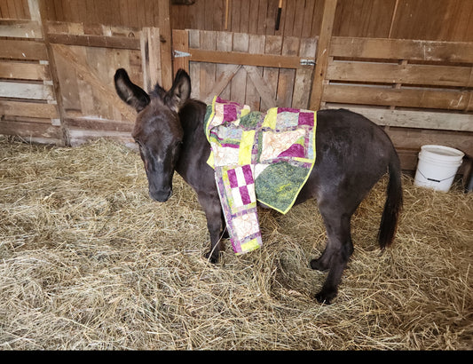 Elemental Coat Pattern - Petunia's Favorite Jacket